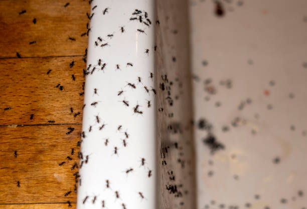 Best Wasp Removal Services  in Evansburg, PA